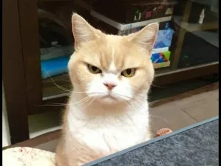 😡 7ecfecb3 고양이, 화난, 동물, 애완동물, 고양이과, 심술궂은 telegram sticker