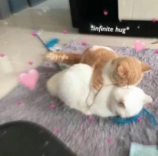 💘 b4544730 *infinite hug* 고양이, 포옹, 동물, 귀여운, 사랑, 애정 telegram sticker