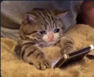 😭 b8734047 고양이, 슬픈, 우는, 새끼 고양이, 동물, 애완 동물, 밈 telegram sticker