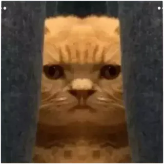 😭 1a943a82 Katze, Tier, lustig, Meme telegram sticker