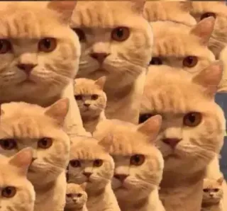 😭 2c569a8f Katze, Meme, Tier, Haustier, Orange, Süß, Haustier telegram sticker