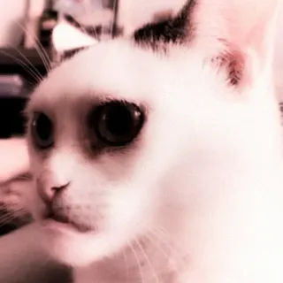 😭 40a363b0 Katze, Tier, weiße Katze, Haustier telegram sticker