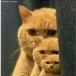 😭 7b43ff76 Katze, Meme, Lustig, Tiere telegram sticker