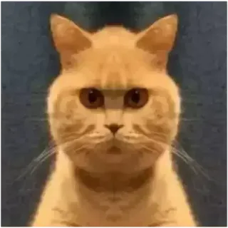 😭 9ddcd461 Katze, Tier, Haustier, orange Katze telegram sticker