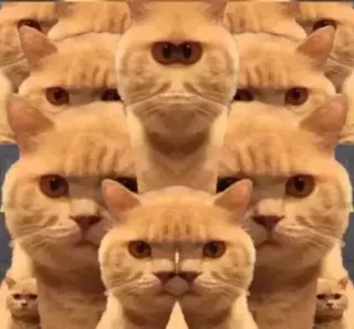 😭 cc52b31f Katze, Tier, Meme, lustig, Haustier, Kätzchen, Katzen telegram sticker