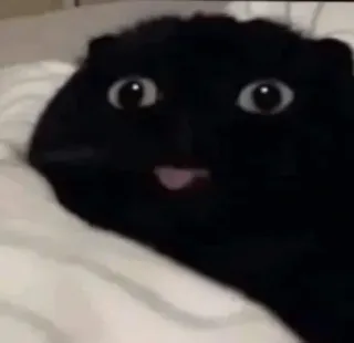 😭 ddddf620 Katze, Meme, Lustig, Tier telegram sticker