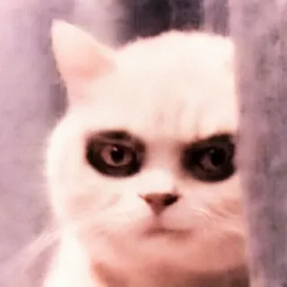 😭 e01e1f20 Katze, Tier, weiße Katze, wütende Katze telegram sticker