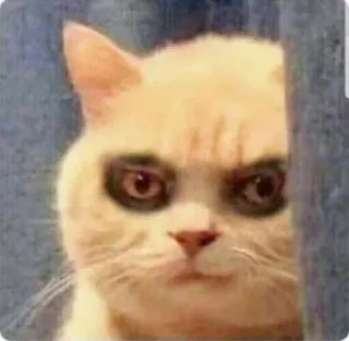 😭 f04c88b4 Katze, Meme, Tier, lustig, Haustier, Katzenartig telegram sticker