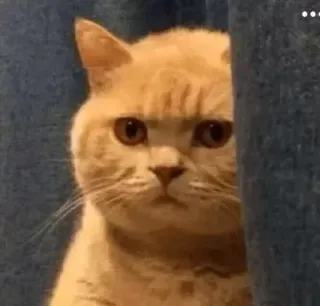 😭 f8ecd75e Katze, Tier, süß, Haustier, Hauskatze, Katzenartig telegram sticker