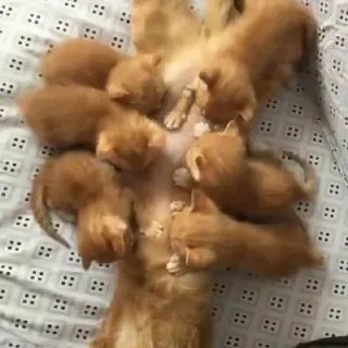 🦄 0edd314a cat, kitten, animals, orange tabby, cute, domestic animals, pet, mammal telegram sticker