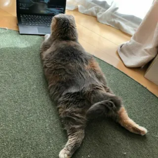 🦄 1312f406 cat, pet, animal, computer, laptop, laying down telegram sticker