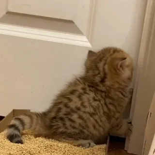 🦄 30132579 kitten, cat, animal, pet, cute, small, domestic animal, feline telegram sticker