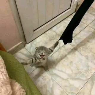 🦄 3efedc85 cat, kitten, playing, funny, cute, pet telegram sticker