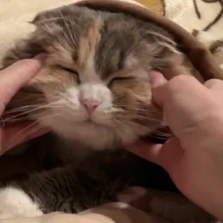 🦄 3fbf51c6 cat, pet, animal, cute, domestic, mammal telegram sticker