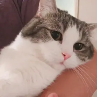 🦄 44b46924 cat, animal, pet, cute, domestic, feline telegram sticker