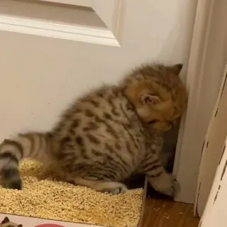 🦄 5d77ddf9 kitten, cat, pet, animal, cute, small, domestic telegram sticker