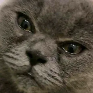 🦄 82aed18c cat, gray cat, animal, pet, meme, funny telegram sticker