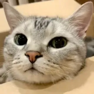 🦄 90f032d4 cat, pet, box, animal, cute, kitten, domestic cat, feline telegram sticker