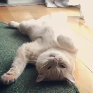 🦄 986a26ba cat, pet, animal, feline, domestic cat, cute, laying down telegram sticker