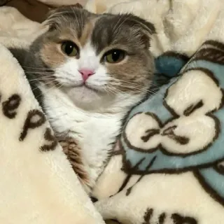 🦄 b2ff76b5 cat, cute, animal, pet, scottish fold, blanket telegram sticker