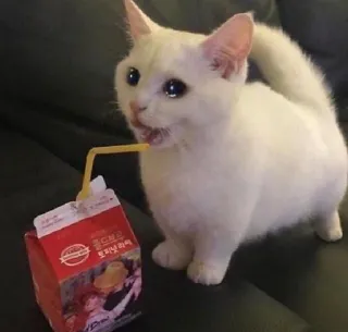 Kucing tetangga🐽 telegram stickers