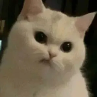 😏 09f9c37b chat, chat blanc, mème, animal telegram sticker