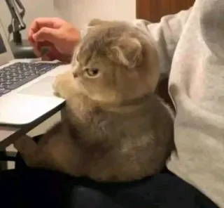 😒 0fcbc8fc chat, ordinateur portable, animal, animal de compagnie, mignon telegram sticker