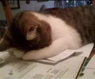 😣 10a7cfbb chat, animal, chat domestique, dormir, animal de compagnie, félin, table telegram sticker