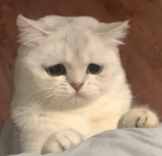 😔 1d77e95a chat, triste, mignon, animal, animal de compagnie, chat blanc telegram sticker