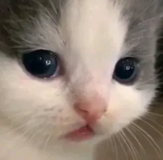😦 34e2eb36 chaton, chat, animal, mignon, animal de compagnie telegram sticker