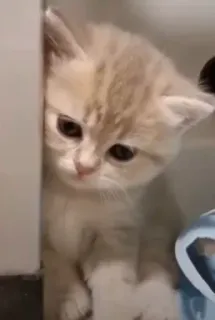 😔 362842df chat, chaton, animal, mignon, animal de compagnie telegram sticker