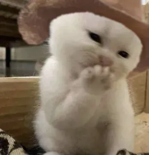 ☺️ 399bb12f chaton, chat, cowboy, chapeau, animal, mignon telegram sticker