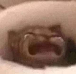 😭 52087a68 telegram sticker