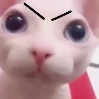 Kucing - widya telegram stickers