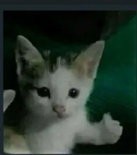 👍 7c40e304 chaton, chat, pouce en l'air, animal, mignon, animal de compagnie telegram sticker