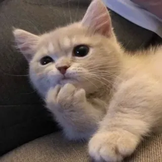 🤔 7c442c41 chat, chaton, pensif, mignon, animal, mème telegram sticker