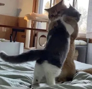 😗 8686fa06 chat, animaux, animal de compagnie, chats, jouer telegram sticker