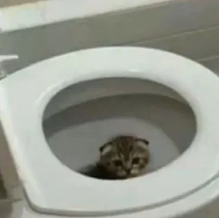 🥲 9250e7cc chat, toilette, animal, drôle, chaton, animal de compagnie, animal domestique telegram sticker