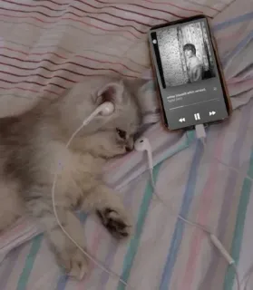 😌 a775de2c other thoughts about yourself - April Skies chat, musique, écouteurs, mignon, chaton, animal, sommeil telegram sticker