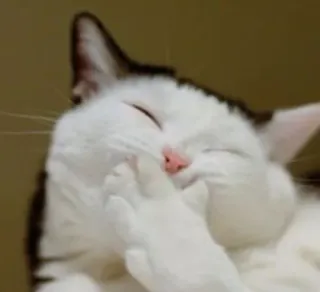 🤭 cca4a5ba chat, animal, mammifère, animal de compagnie, drôle, rire telegram sticker