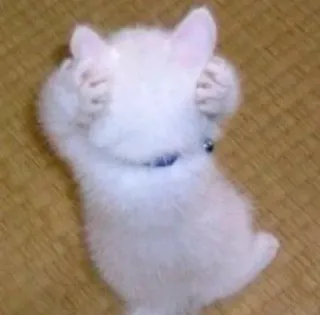 😣 e1bdea54 chinchilla, animal, mignon, rongeur, blanc telegram sticker