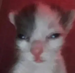 😑 f44da934 chat, chaton, animal, animal de compagnie, mignon, mème telegram sticker