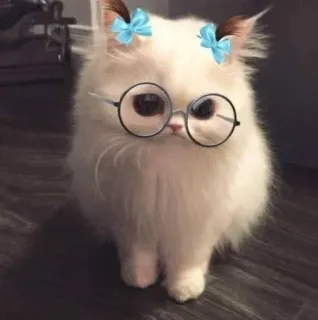 😟 ff8741aa chat, chaton, lunettes, noeuds, mignon, animal de compagnie, animal telegram sticker