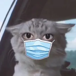 😷 7757b219 고양이, 동물, 마스크, 얼굴 가리개, 코로나바이러스, 코로나, 팬데믹 telegram sticker
