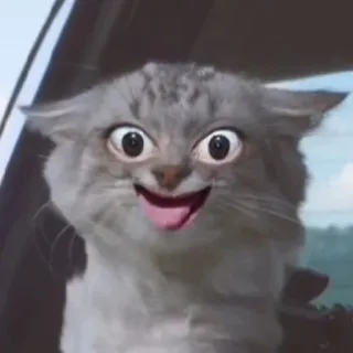 🤪 9f1de5b0 고양이, 웃긴, 밈, 동물, 귀여운, 미친 telegram sticker