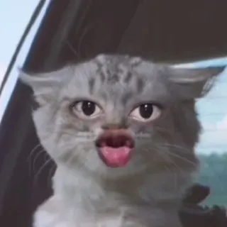 😙 ab80e057 고양이, 동물, 밈, 웃긴, 귀여운 telegram sticker