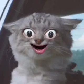 😄 b7debf3e 고양이, 웃긴, 동물, 밈, 어리석은, 이상한 telegram sticker