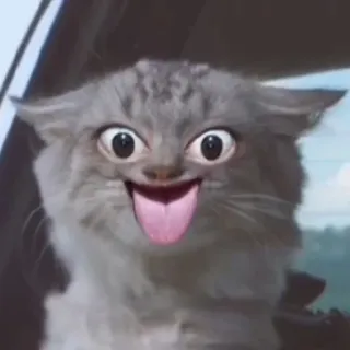 😝 b82e0718 고양이, 동물, 웃긴, 밈, 귀여운, 바보, 혀 telegram sticker