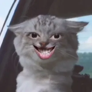 😁 bb8b46ea 고양이, 웃긴, 동물, 밈, 유머, 애완 동물 telegram sticker