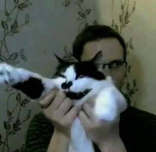 🌟 b06f5e33 gato, animal de estimação, animal, homem, olhos, rosto telegram sticker